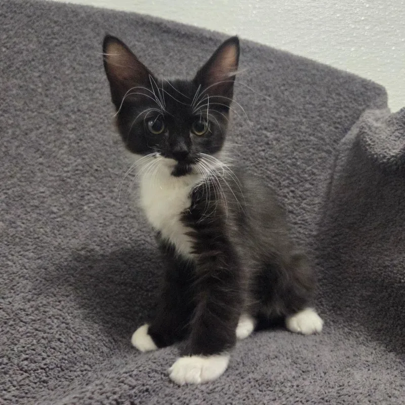 A baby small-sized male Black Domestic Short Hair cat named Rockefeller for adoption in Brea, CA