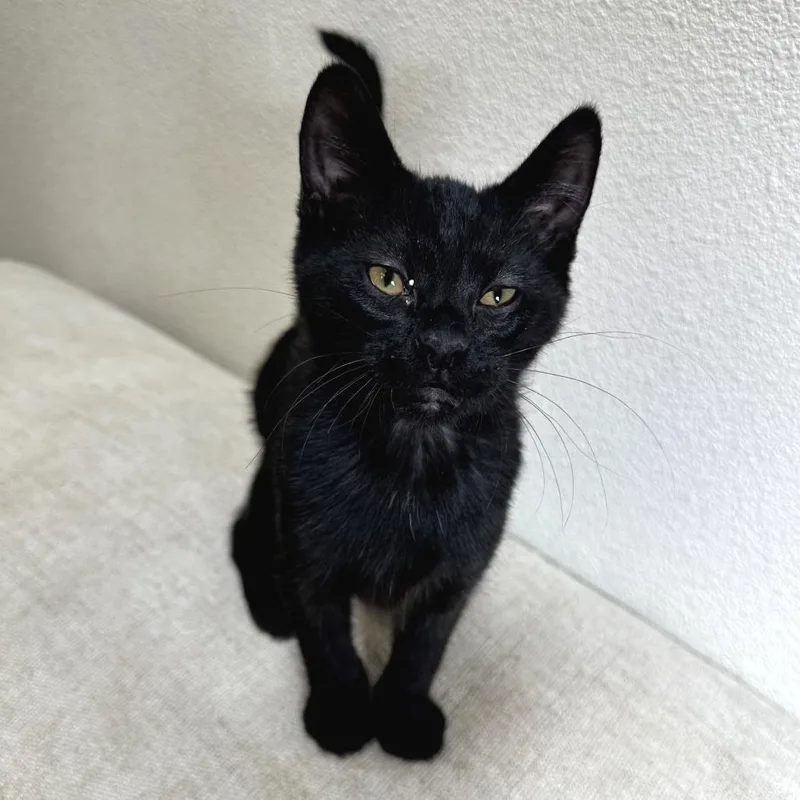 Jellybean thumbnail 2