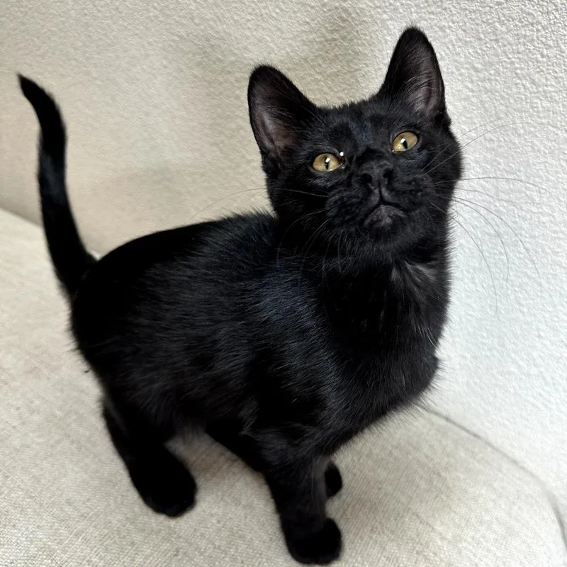 Jellybean thumbnail 3