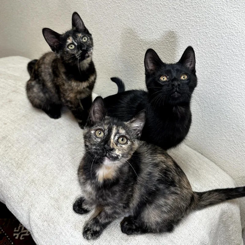 Jellybean thumbnail 4