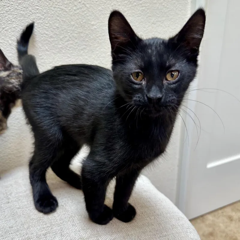 Jellybean thumbnail 5