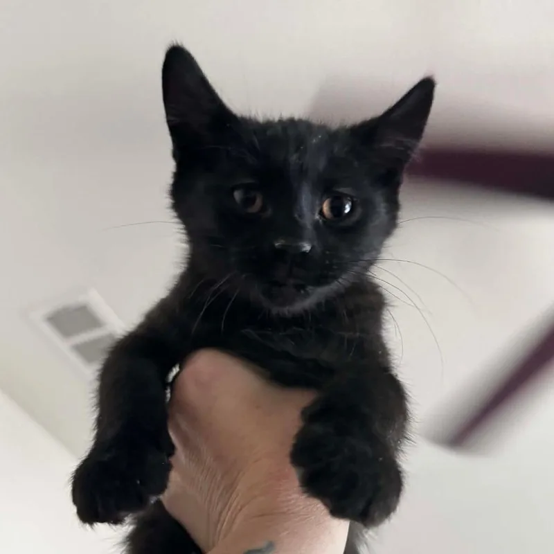 Jellybean thumbnail 6