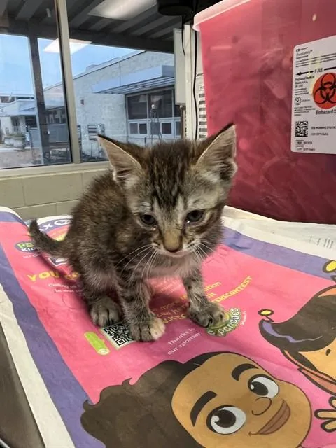 A baby small-sized female Domestic Short Hair cat named Katara for adoption in Jacksonville, FL