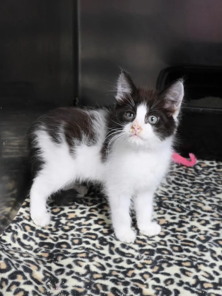 A baby medium-sized female Domestic Short Hair cat named MiLady Bakery for adoption in Tifton, GA