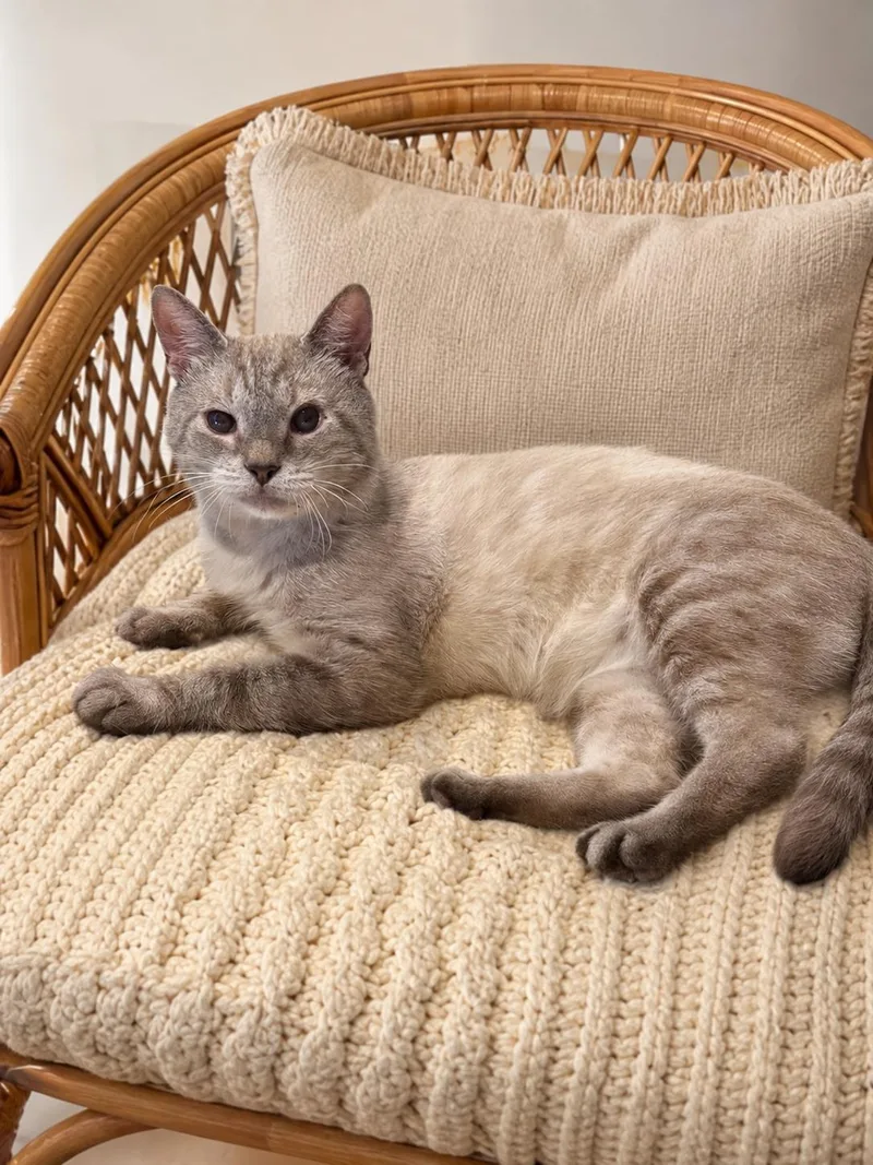A senior medium-sized male Snowshoe cat named Georgie for adoption in Indian Trail, NC