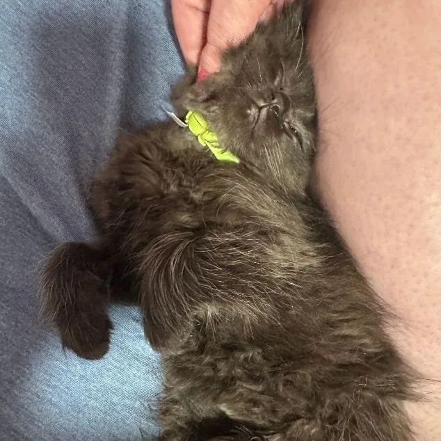 A baby medium-sized female Black Domestic Long Hair cat named Soot for adoption in Lake Orion, MI