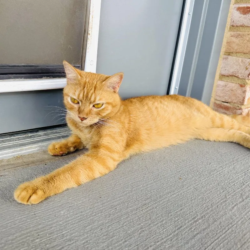 A young small-sized female Orange / Red Domestic Short Hair cat named Lita for adoption in Georgetown, KY