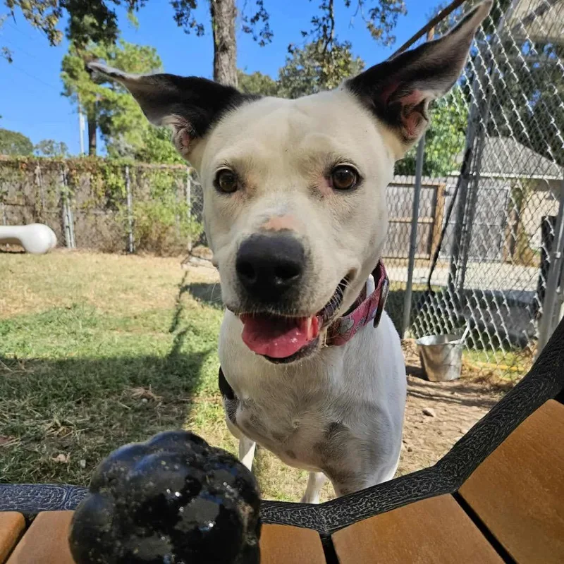 An adult medium-sized female White / Cream Pit Bull Terrier dog named Skipper for adoption in Spring, TX