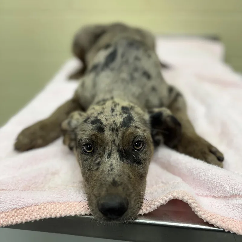 A baby small-sized male Black Mixed Breed dog named Boone for adoption in Columbus, GA