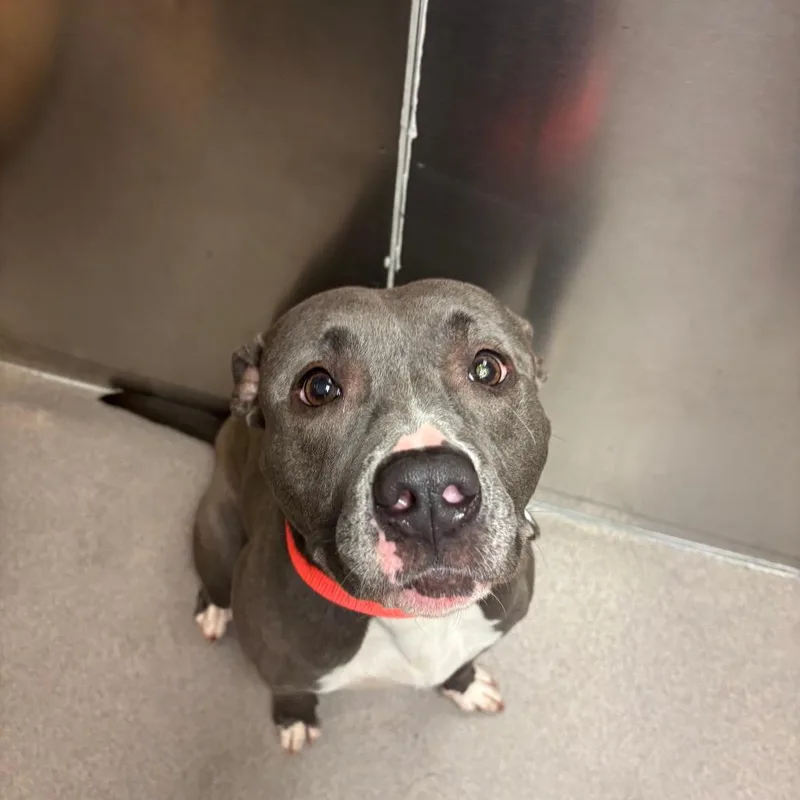 An adult medium-sized female Gray / Blue / Silver Pit Bull Terrier dog named Ocean Water for adoption in Baltimore, MD