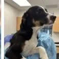 A baby medium-sized male Black Bernese Mountain Dog dog named Jughead for adoption in Tampa, FL