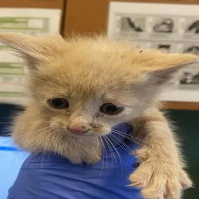 A baby small-sized male Orange / Red Domestic Short Hair cat named Crackers for adoption in Grantsville, UT