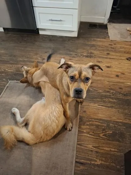 A baby medium-sized female Mixed Breed dog named Kiva for adoption in Chamblee, GA