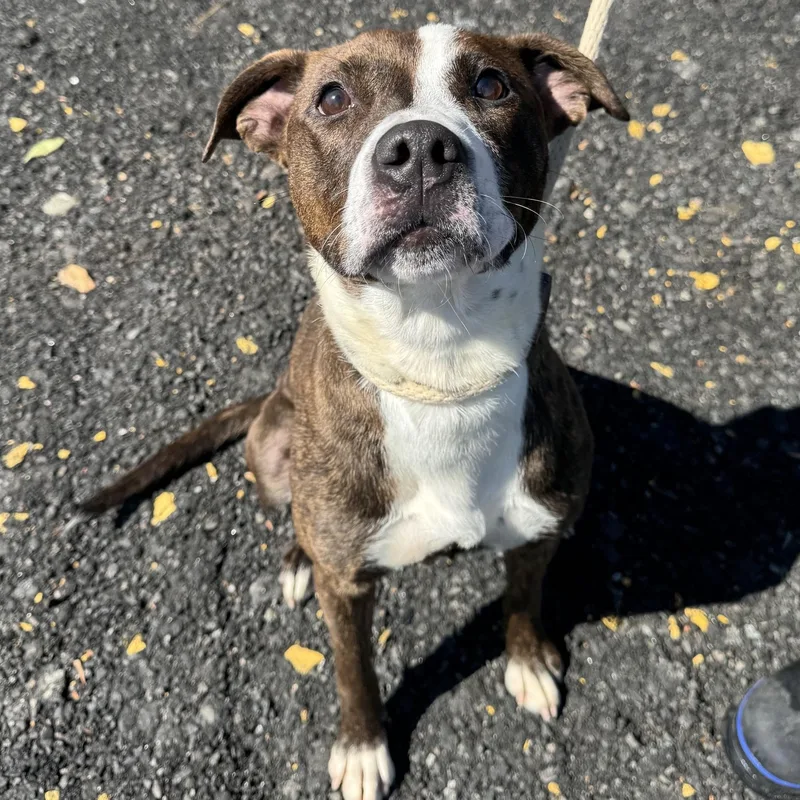 A young medium-sized female Brindle Pit Bull Terrier dog named Valentina for adoption in Jersey City, NJ