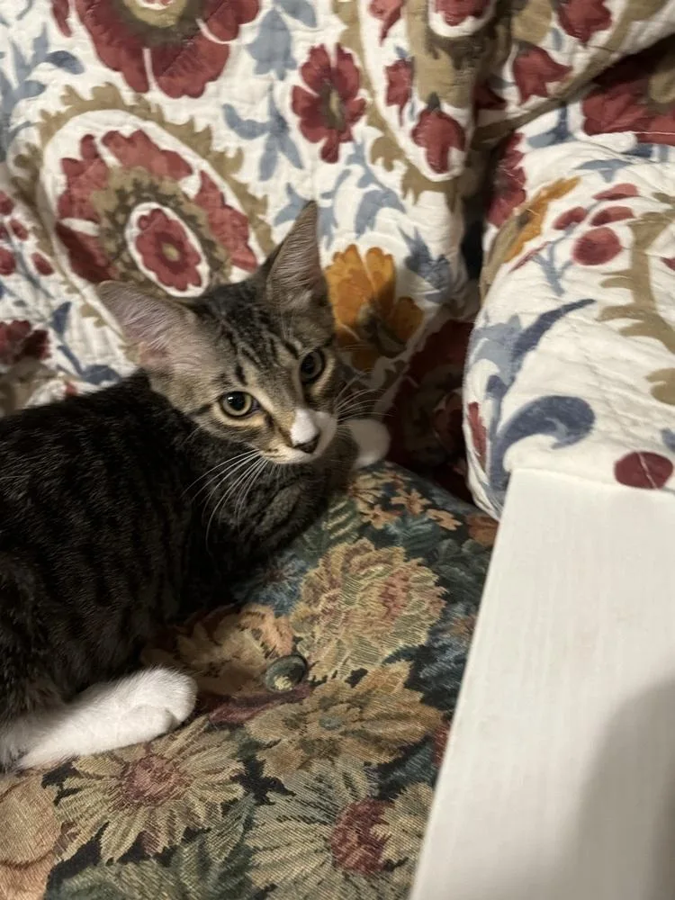 A baby small-sized male Brown / Chocolate Domestic Short Hair cat named Zeus for adoption in Deltona, FL
