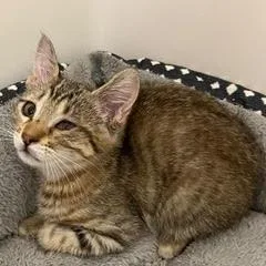 A baby medium-sized male Tabby (Brown / Chocolate) Tabby cat named Richie for adoption in Green Valley, AZ