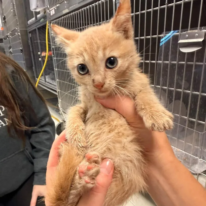 A baby small-sized female Orange / Red Domestic Short Hair cat named TangieC for adoption in East Saint Louis, IL