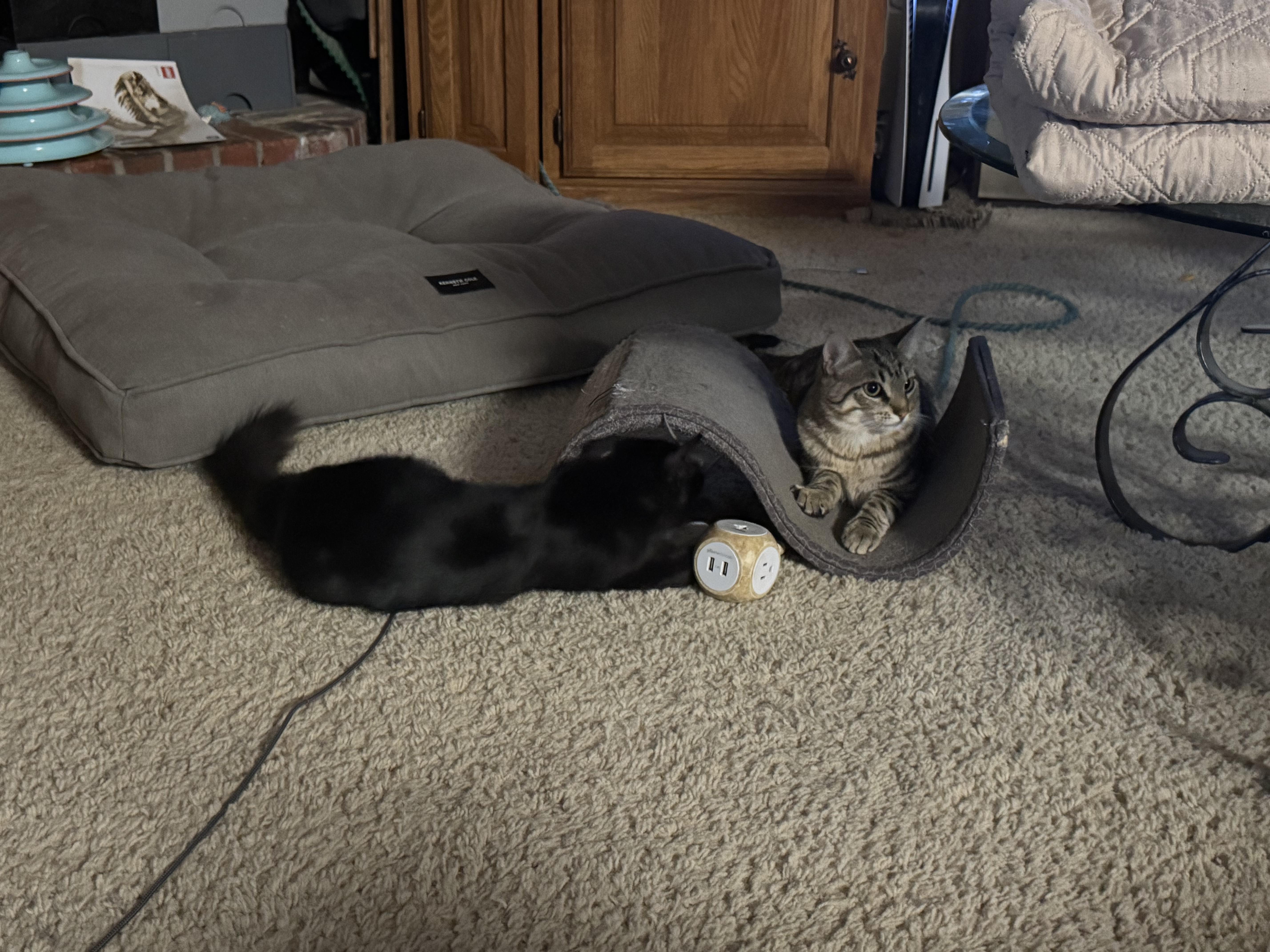 A young medium-sized male Tabby (Brown / Chocolate) Domestic Medium Hair cat named Jinu And Henry for adoption in Parker, TX