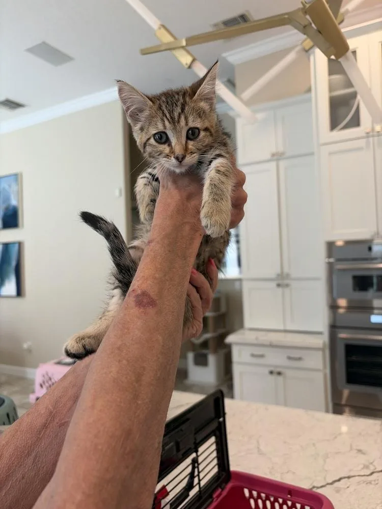 A baby small-sized female American Shorthair cat named Lady for adoption in Tampa, FL