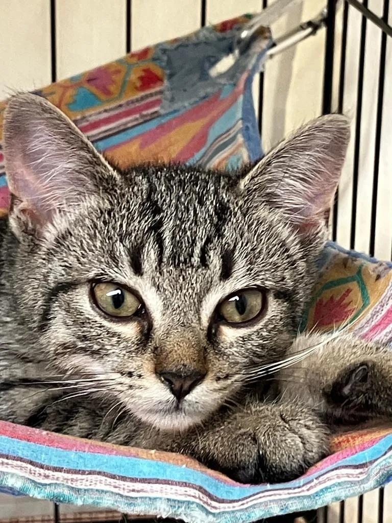A baby small-sized female Domestic Short Hair cat named Phoebe ll for adoption in Lunenburg, MA