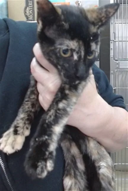 A baby medium-sized female Domestic Short Hair cat named Chai for adoption in Salinas, CA