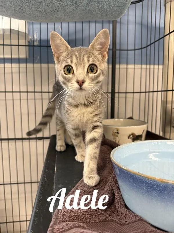A baby medium-sized female Tabby (Gray / Blue / Silver) Domestic Short Hair cat named Adele for adoption in Manistee, MI