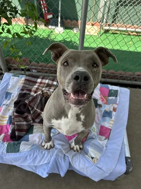 An adult medium-sized female Pit Bull Terrier dog named Mielle for adoption in Chula Vista, CA