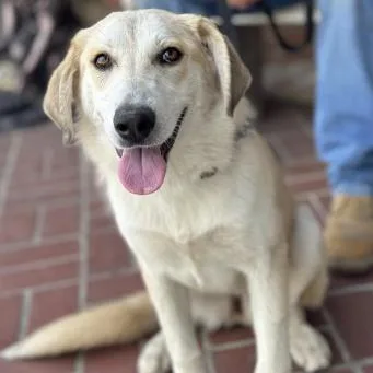 An adult large-sized female Yellow / Tan / Blond / Fawn Anatolian Shepherd dog named Sunflower for adoption in Reno, NV