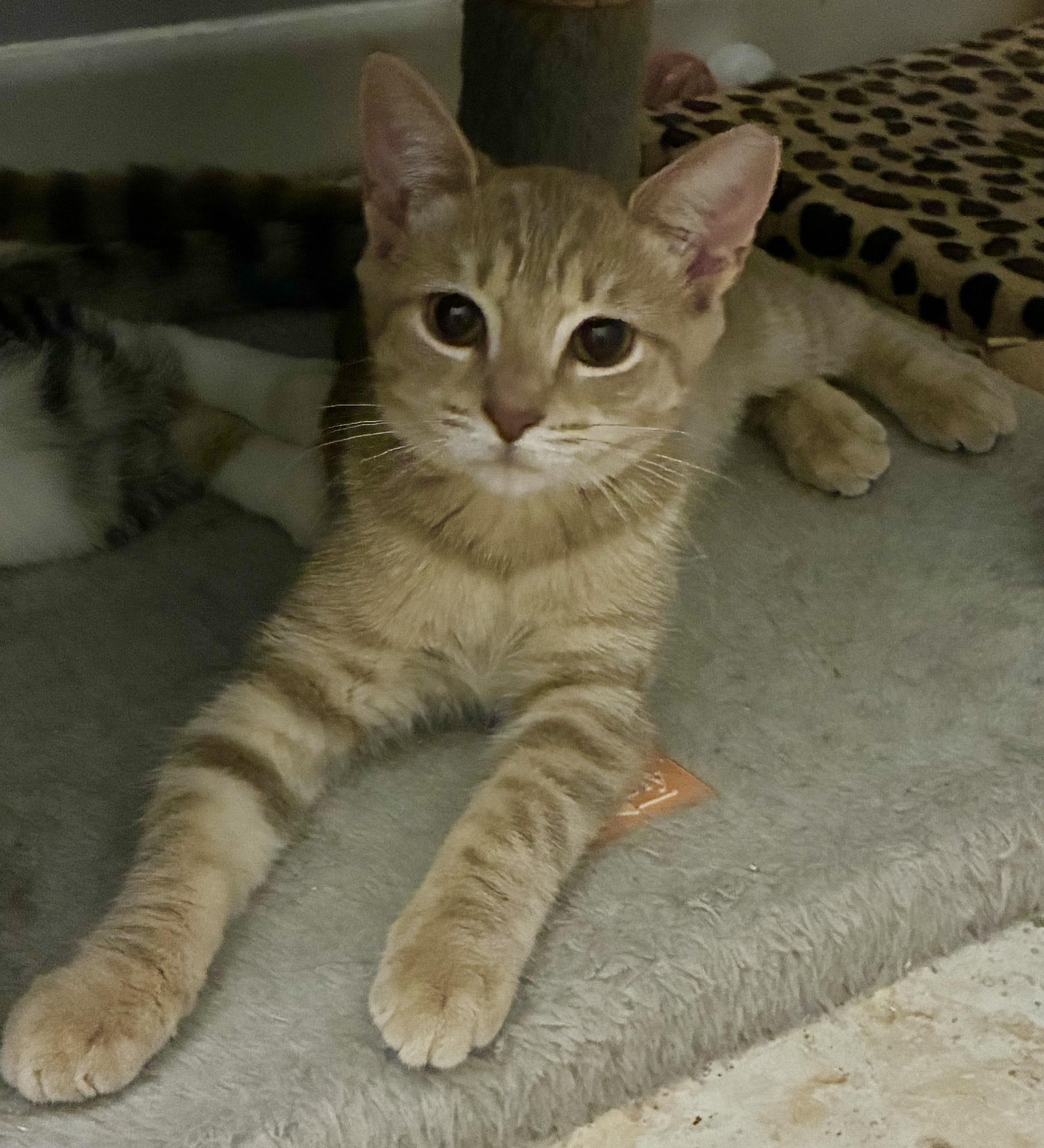 A young small-sized female Buff / Tan / Fawn Domestic Short Hair cat named Fawn for adoption in Boca Raton, FL