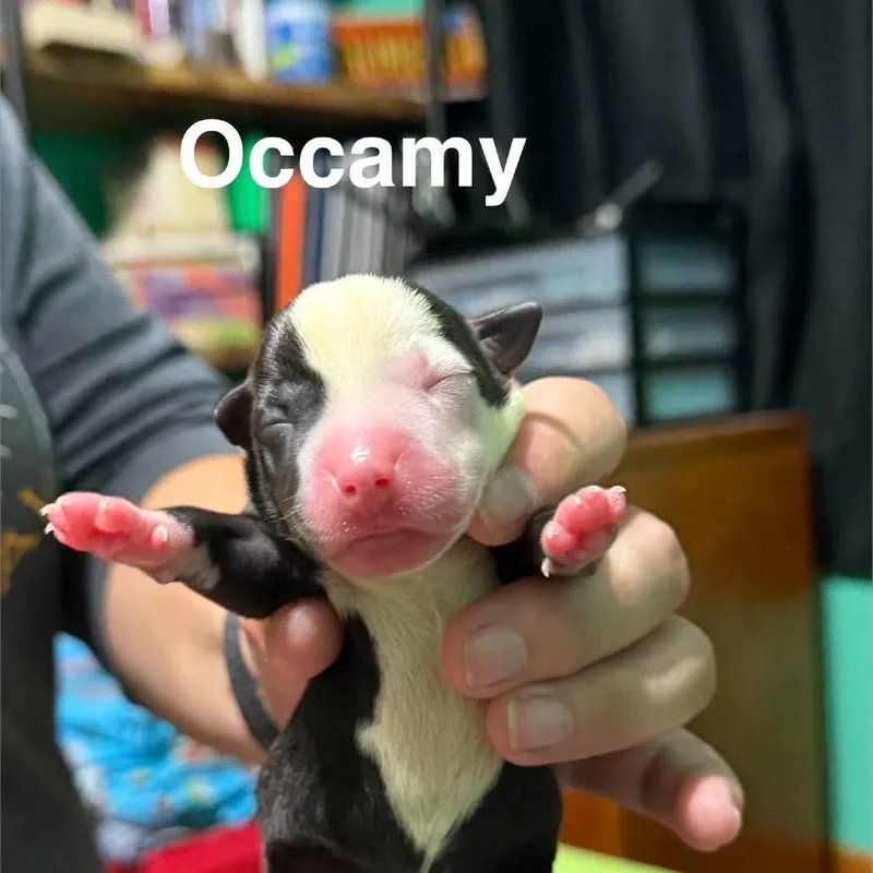 A baby small-sized male Mixed Breed dog named Occamy for adoption in Spring Hill, KS