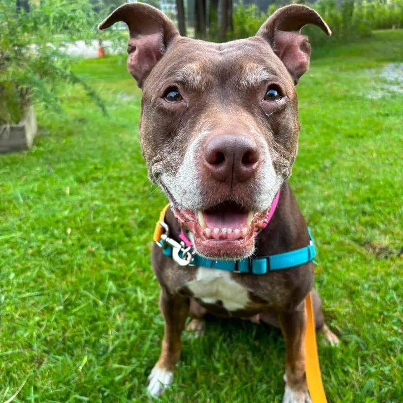 An adult medium-sized female Brown / Chocolate Mixed Breed dog named Aubrey for adoption in Pittsburgh, PA