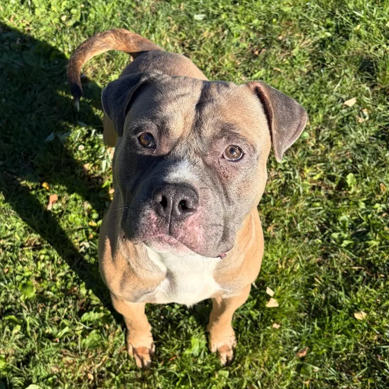 A young large-sized male American Staffordshire Terrier dog named Brahman for adoption in Binghamton, NY