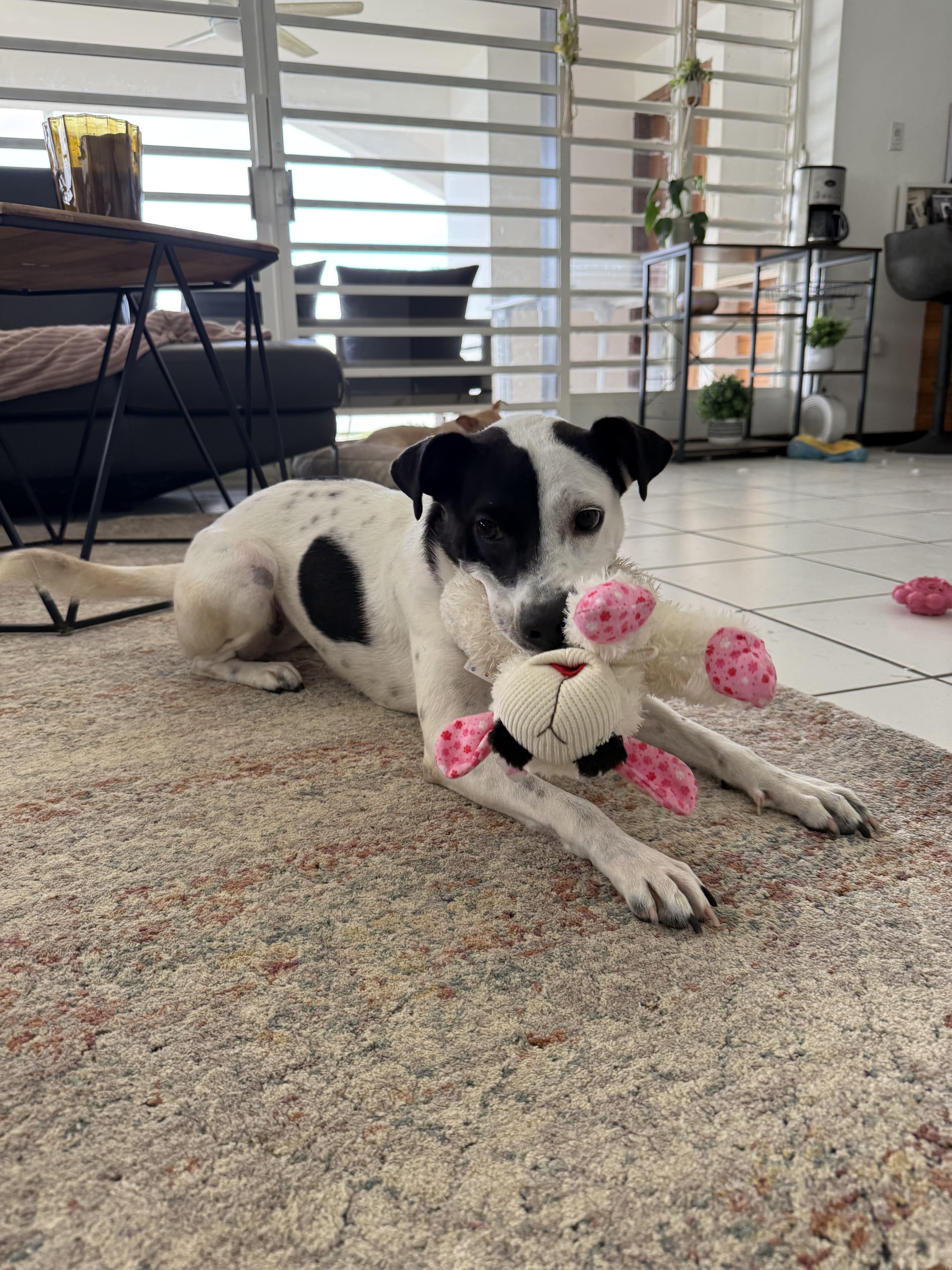 An adult medium-sized female Tricolor (Brown, Black, & White) Border Collie dog named Carmen for adoption in Jersey City, NJ