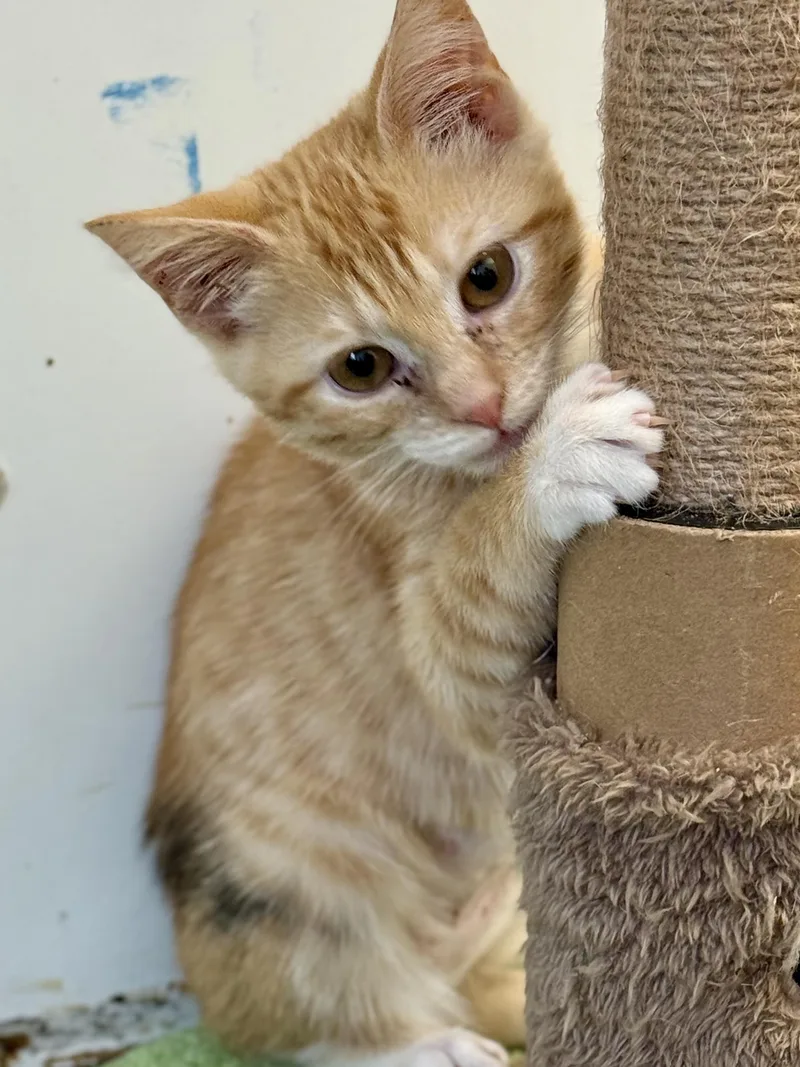 A baby small-sized female Domestic Short Hair cat named Mcley for adoption in McKenzie, TN