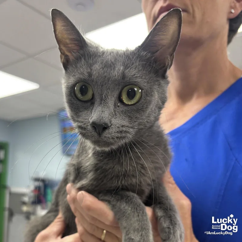 An adult medium-sized female Gray / Blue / Silver Domestic Short Hair cat named Rose for adoption in Washington, DC