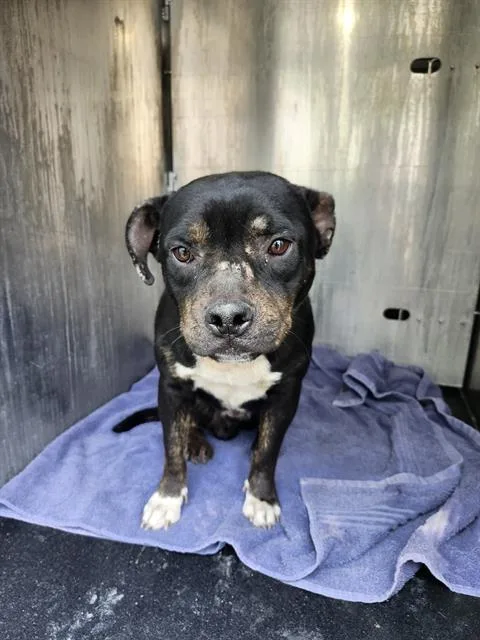 A young medium-sized male Rottweiler dog named Hank for adoption in San Antonio, TX