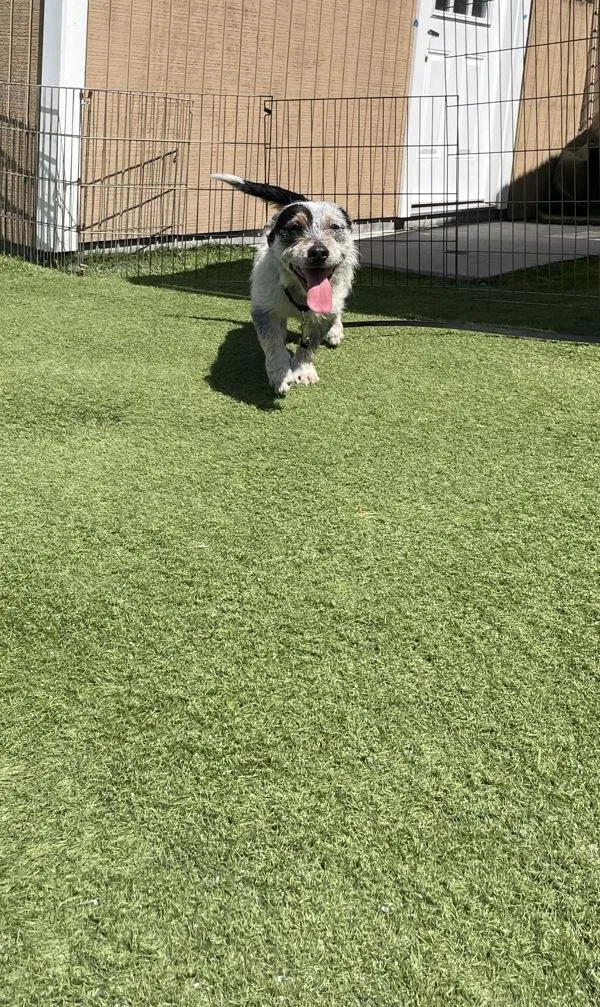 An adult medium-sized male Border Terrier dog named Blue for adoption in San Diego, CA