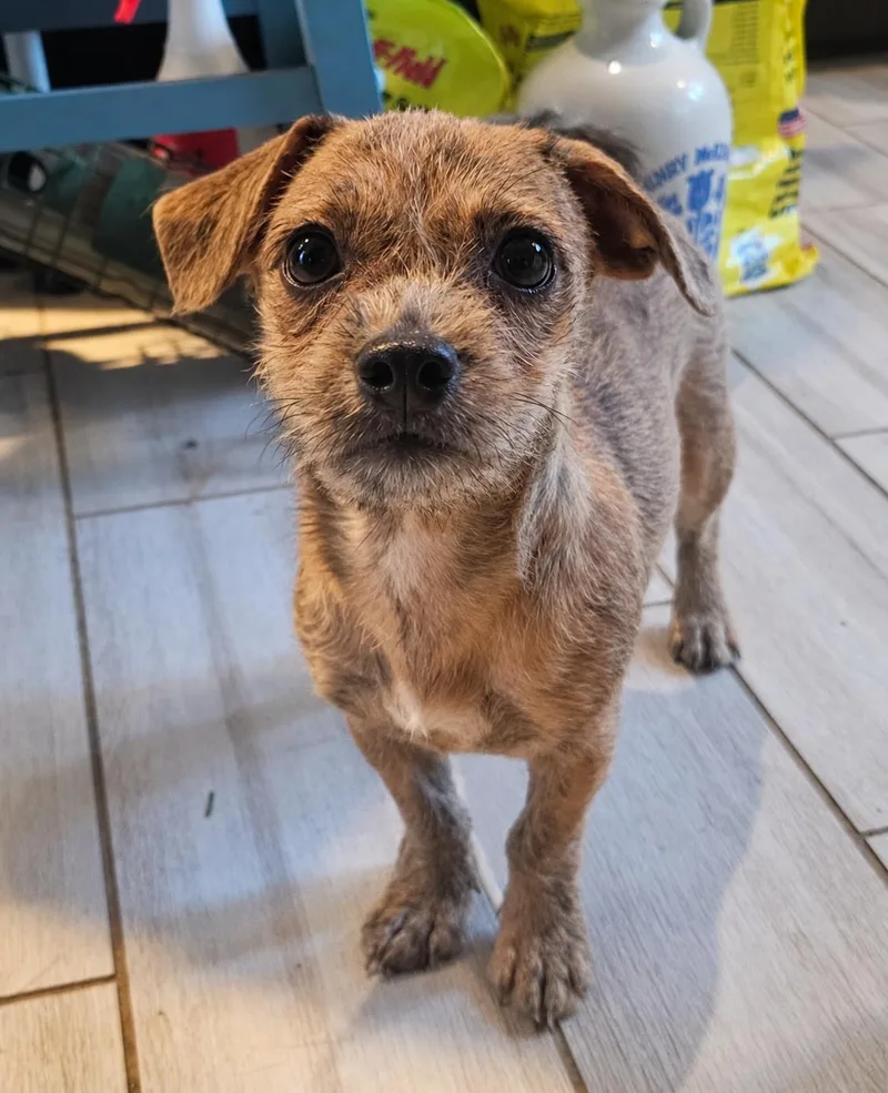 A baby small-sized male Brindle Chihuahua dog named Ollie for adoption in Sharon, CT