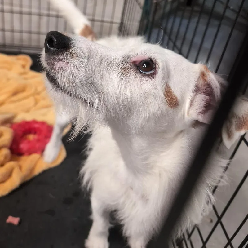 An adult small-sized male White / Cream Mixed Breed dog named Dippin' Dot for adoption in Leander, TX