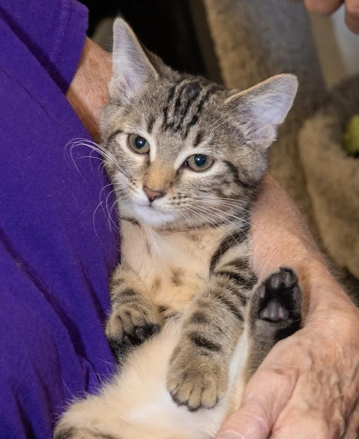 A baby medium-sized female Tabby (Brown / Chocolate) Domestic Short Hair cat named Cookie for adoption in Englewood, NJ