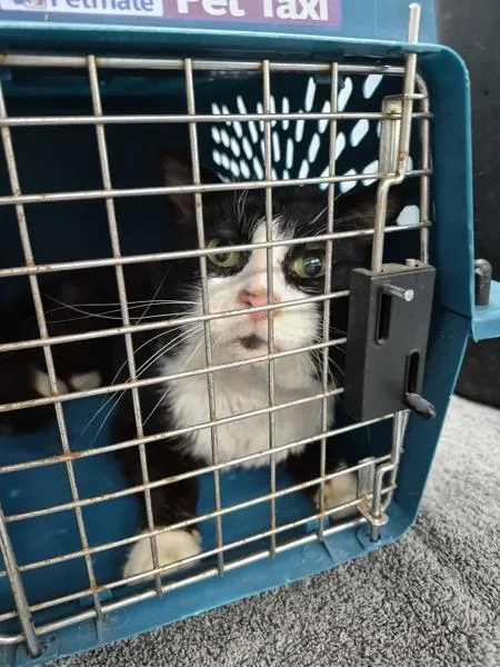 A senior large-sized male Domestic Short Hair cat named Vf Simon Felv+ for adoption in Lawrenceville, GA