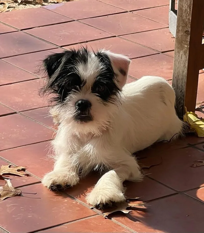 A baby small-sized male Tricolor (Brown, Black, & White) Terrier dog named Ace for adoption in Richardson, TX