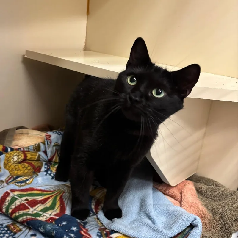 An adult small-sized female Black Domestic Short Hair cat named Toothless for adoption in South Elgin, IL