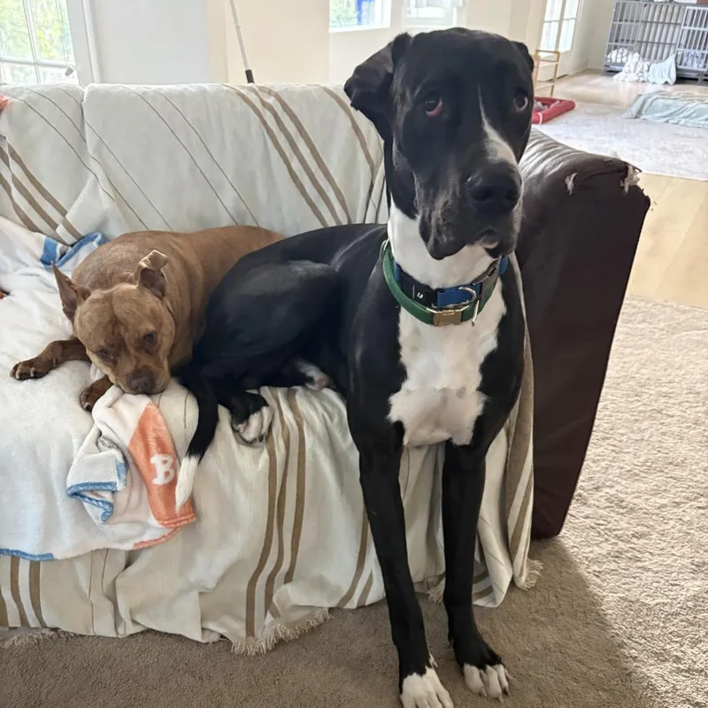 A young extra large-sized male Black Great Dane dog named Ace Ventura for adoption in Oceanside, CA