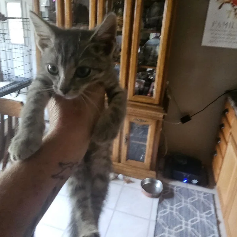A baby small-sized male Gray / Blue / Silver Domestic Short Hair cat named Erion for adoption in Rochester, MN