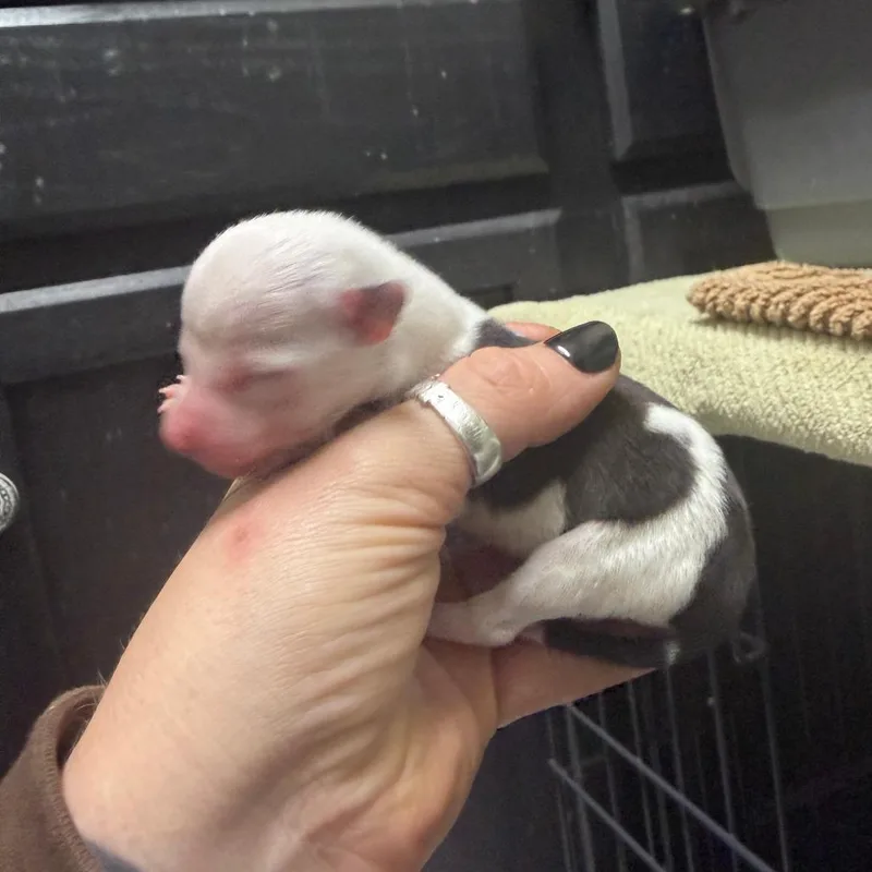 Basil thumbnail 2