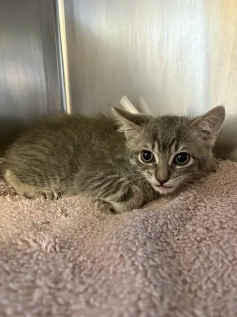 A baby small-sized male Domestic Short Hair cat named Mercury for adoption in Castaic, CA
