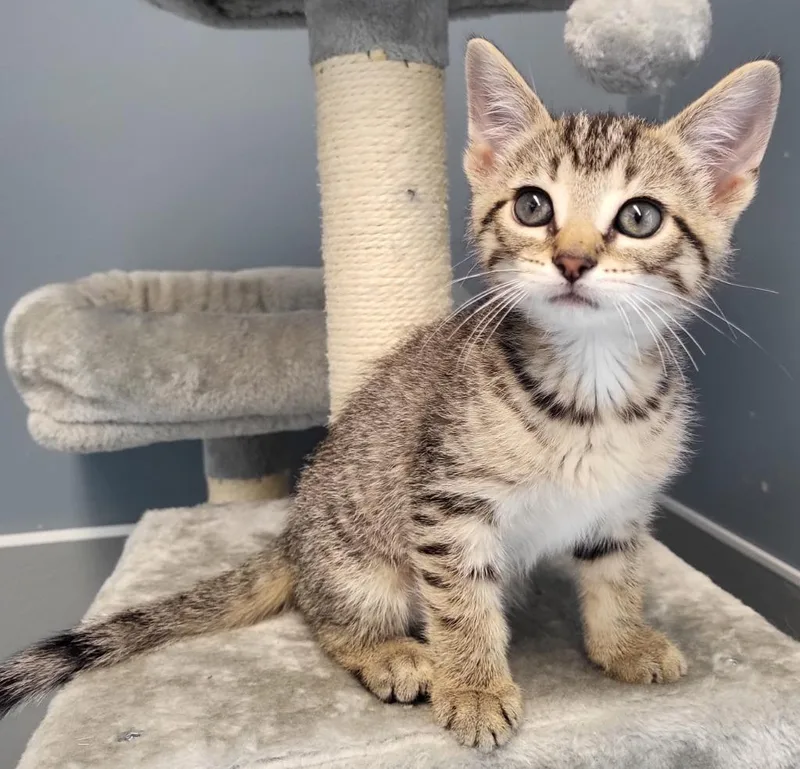 A baby small-sized female Domestic Short Hair cat named Novi for adoption in Bloomington, IN
