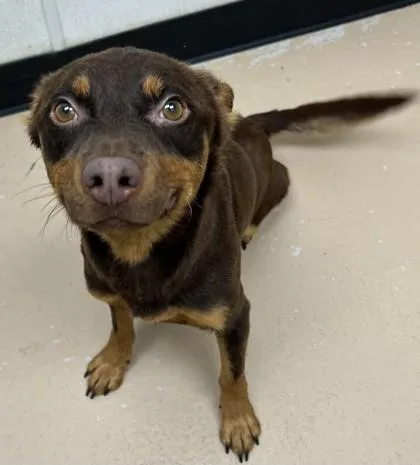 An adult medium-sized male Mixed Breed dog named Ian for adoption in Phoenix, AZ