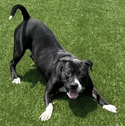 Scrabble thumbnail 2